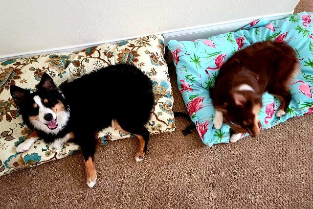 2 dog with bed bag